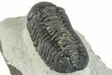 Bargain, Austerops Trilobite - Ofaten, Morocco #287568-5